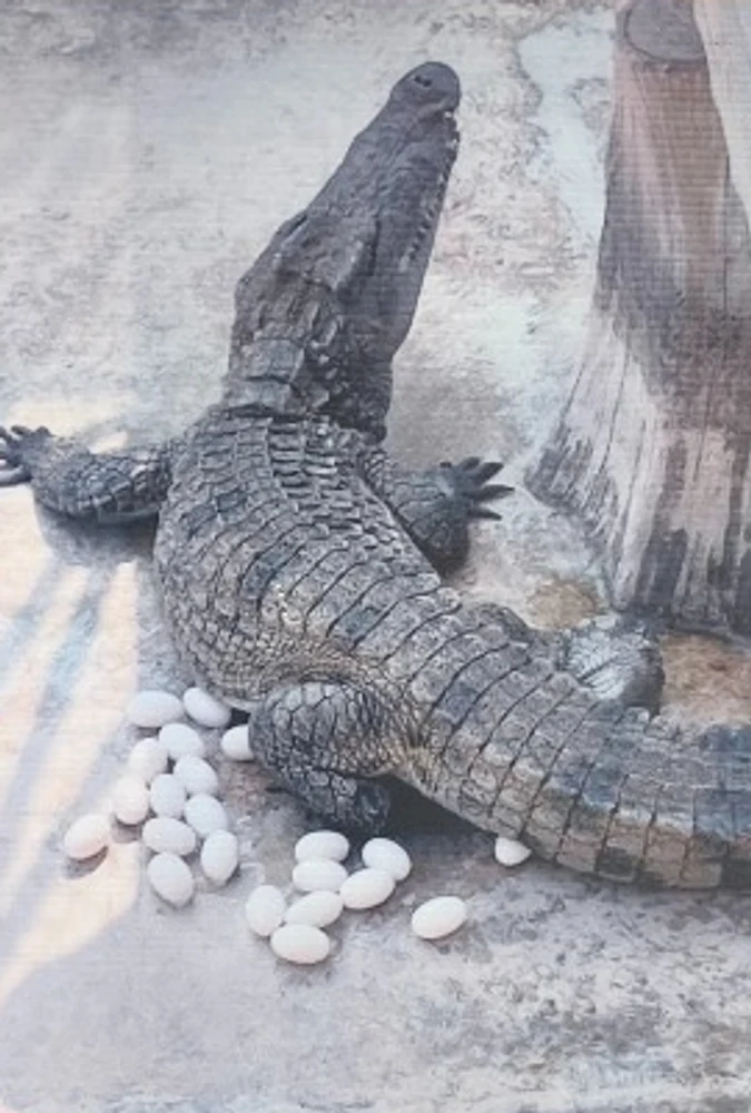 Reptiles, Not Amphibians