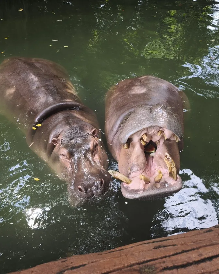 Muk & Ploy